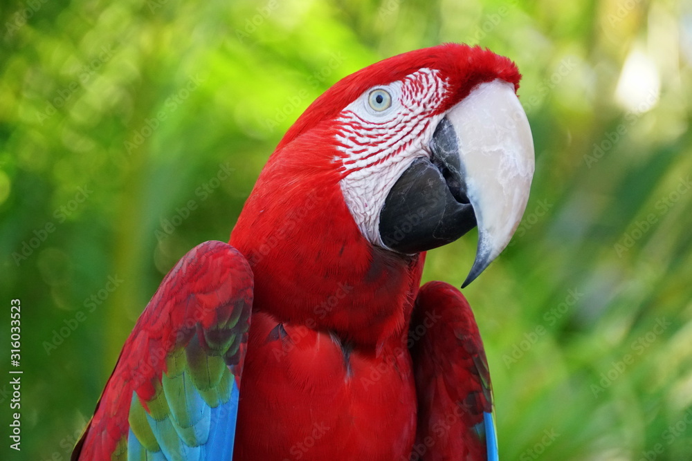 Close up of a beautiful and colorful Scarlet macaw parrot