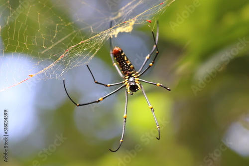 Orbital spider on a web