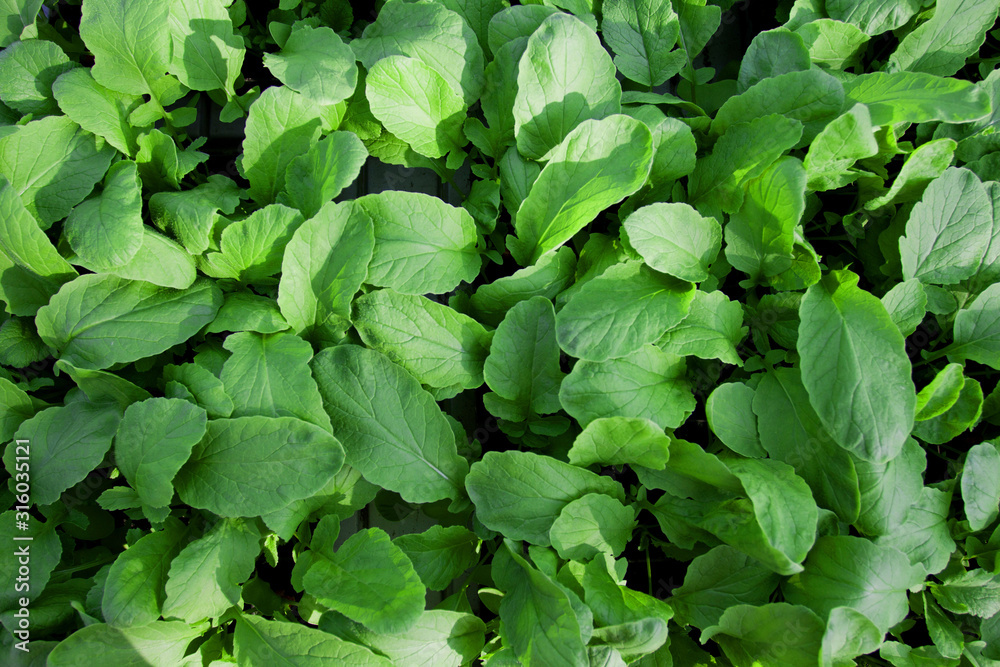 Creative layout made of classic green leaves. Flat lay. Classic green foliage texture, leaf nature background. Trendy color 2020 Creative layout made of classic green leaves. Flat lay. Classic green foliage texture, leaf nature background. Trendy color 2020