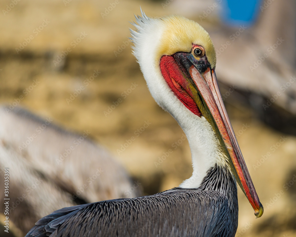 Male Brown Pelican Pelecanus Occidentalis Displaying Mating Colors At La Jolla Cove California Stock 写真 Adobe Stock