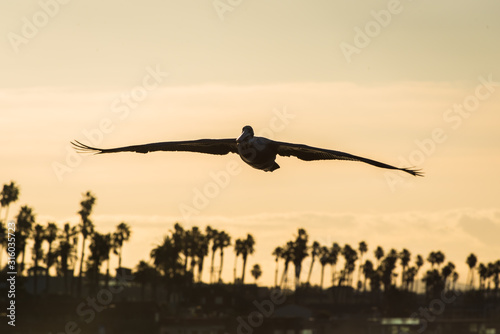 Brown Pelican (Pelecanus occidentalis) in flight with an orange sky in the background © Forest2Sea