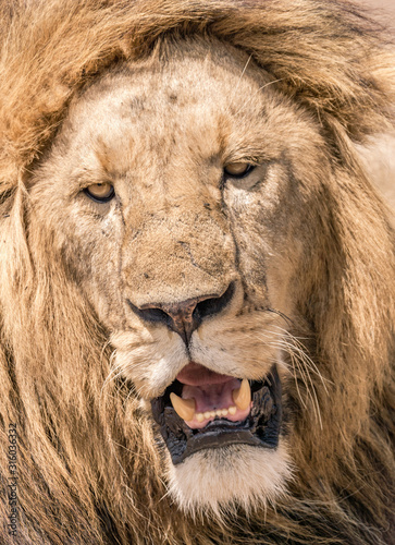 Fototapeta Naklejka Na Ścianę i Meble -  lion