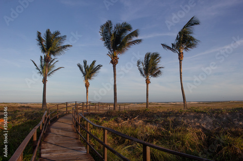 palm trees on the beach with a palm trees on the beach with a beatiful wooden walkway