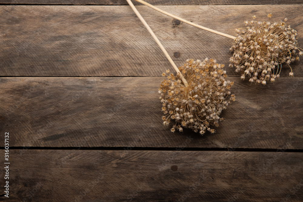 Onion seed heads sprouts on a rustic wood plank background Onion seed heads sprouts on a rustic wood plank background