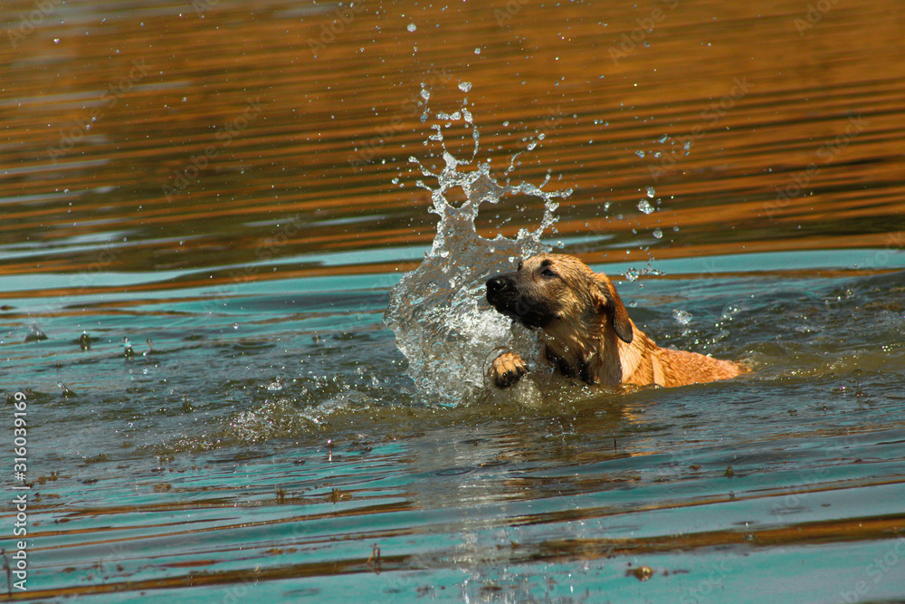 Fototapeta premium Modelo Shiva