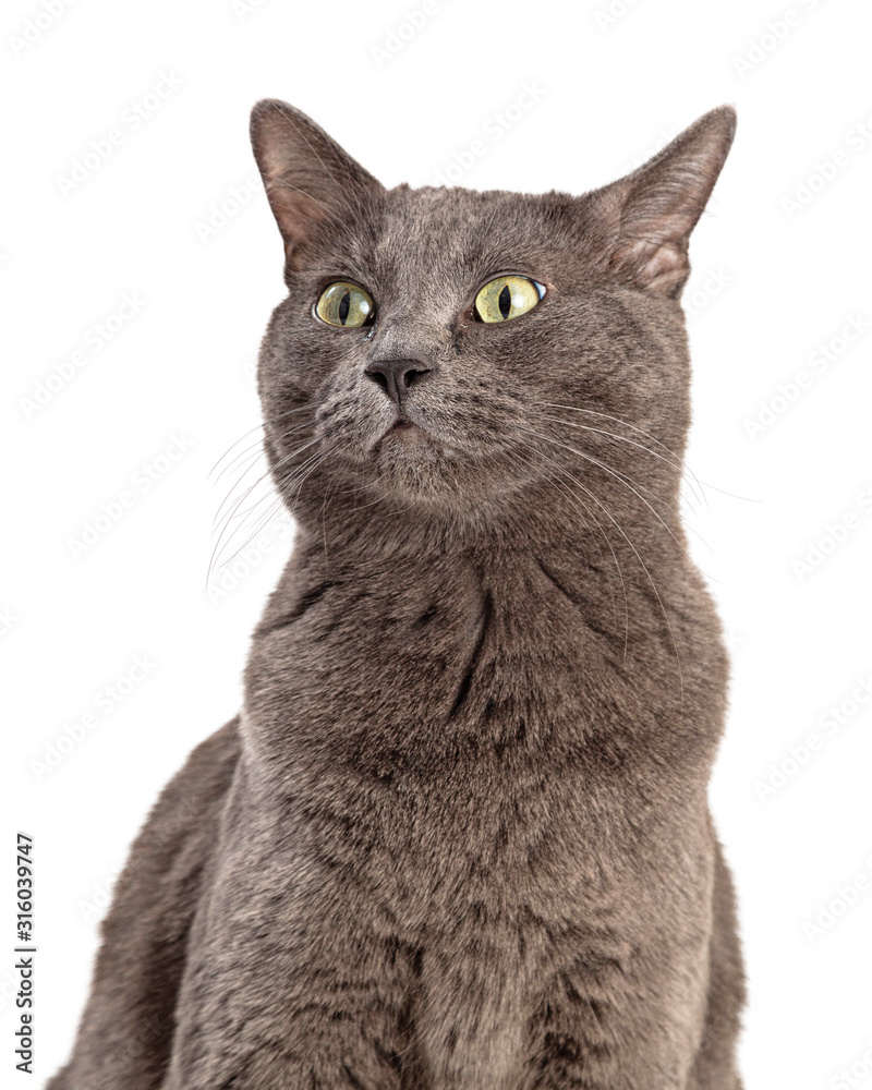 Grey Shorthair Cat Looking Side Closeup