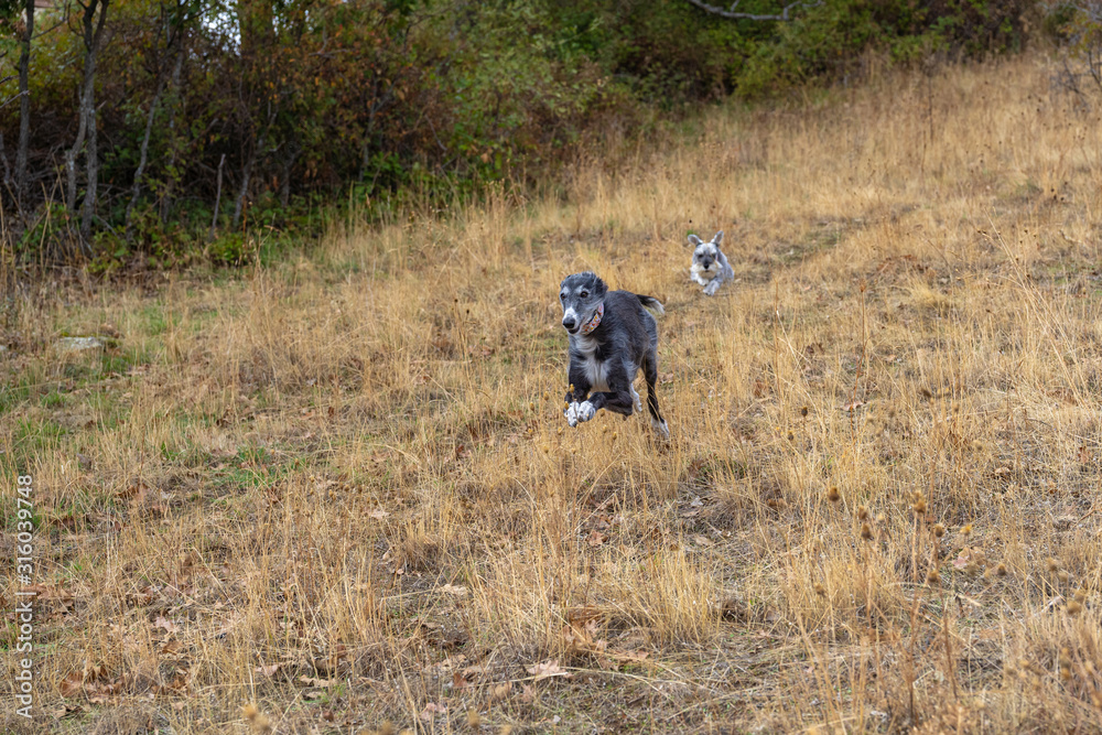 Black greyhound and a miniature schnauzer at full speed Black greyhound and a miniature schnauzer at full speed
