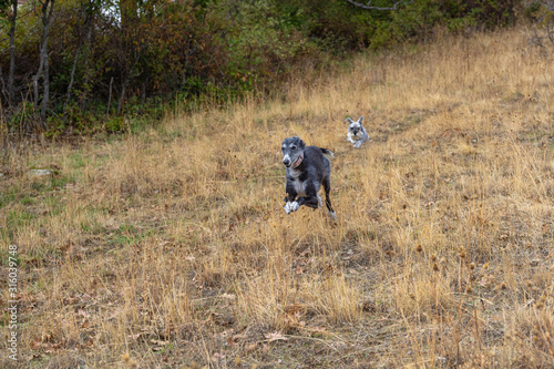 Black greyhound and a miniature schnauzer at full speed © GaiBru Photo