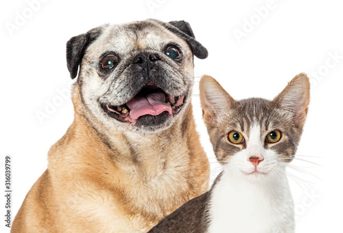 Happy Pug Dog and Cat Together Closeup © adogslifephoto