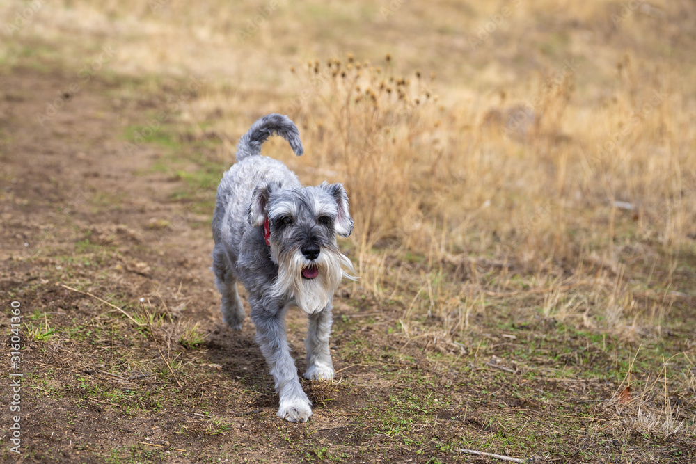 Miniature schnauzer running in the meadow Miniature schnauzer running in the meadow