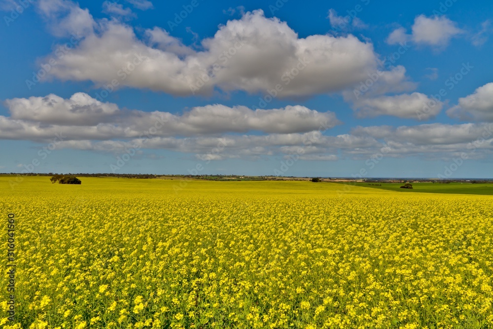 10619749 - canola fields under a bright blue sky with fluffy white clouds. 10619749 - canola fields under a bright blue sky with fluffy white clouds.