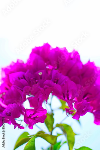 Fototapeta Naklejka Na Ścianę i Meble -  purple flower isolated on white background