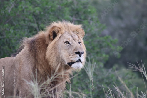 portrait of a lion