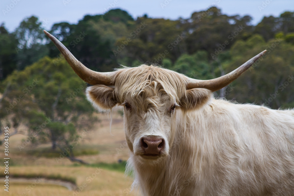 Scottish Long Horn Cattle Close Up Image