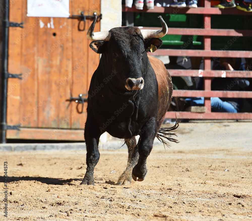 dangerous bull in spanish bullring with big horns dangerous bull in spanish bullring with big horns