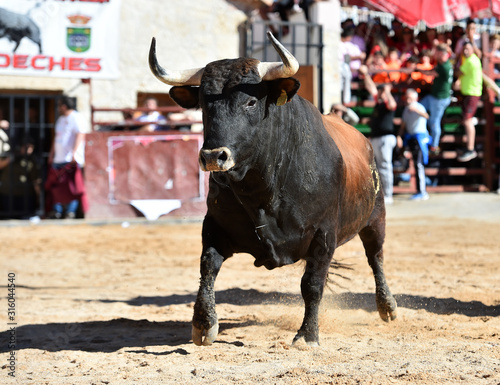 spanish furious bull with big horns