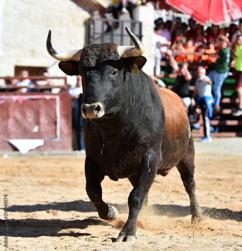 dangerous bull in spanish bullring with big horns