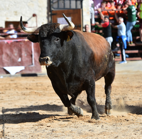 spanish furious bull with big horns