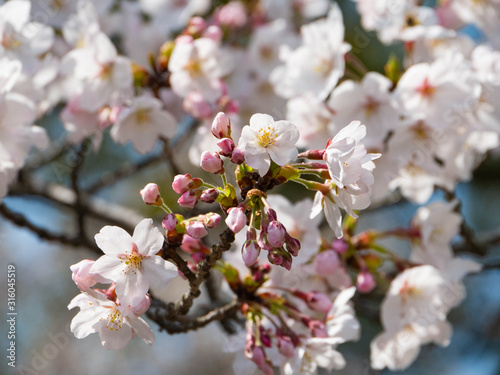 Cherry blossom flowers are start to bloom in Saga prefecture, JAPAN. © w108av22