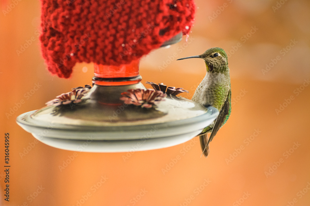 Obraz premium Female Anna's Hummingbird, Calypte anna, feeding at heated insulated backyard red glass feeder in winter