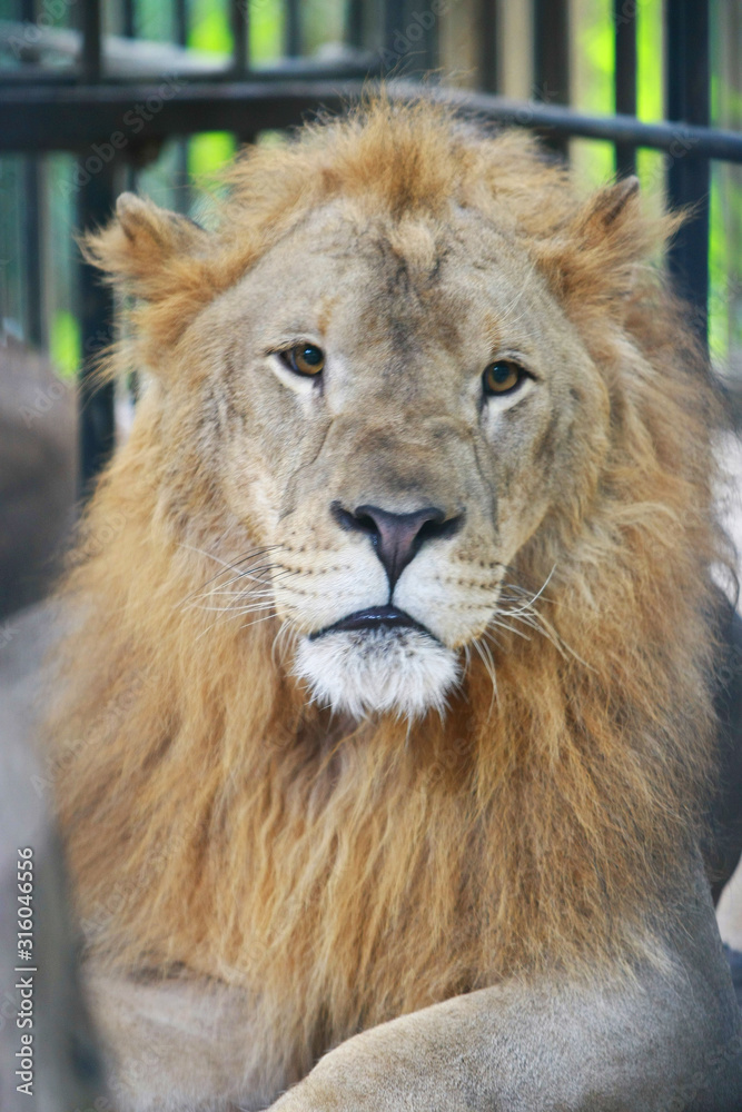 Lion in cages at the zoo , close up face