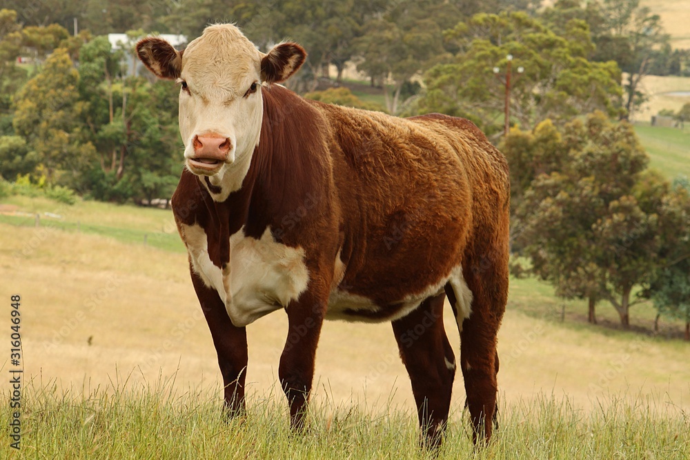 Hereford Cattle Close Up Image Hereford Cattle Close Up Image