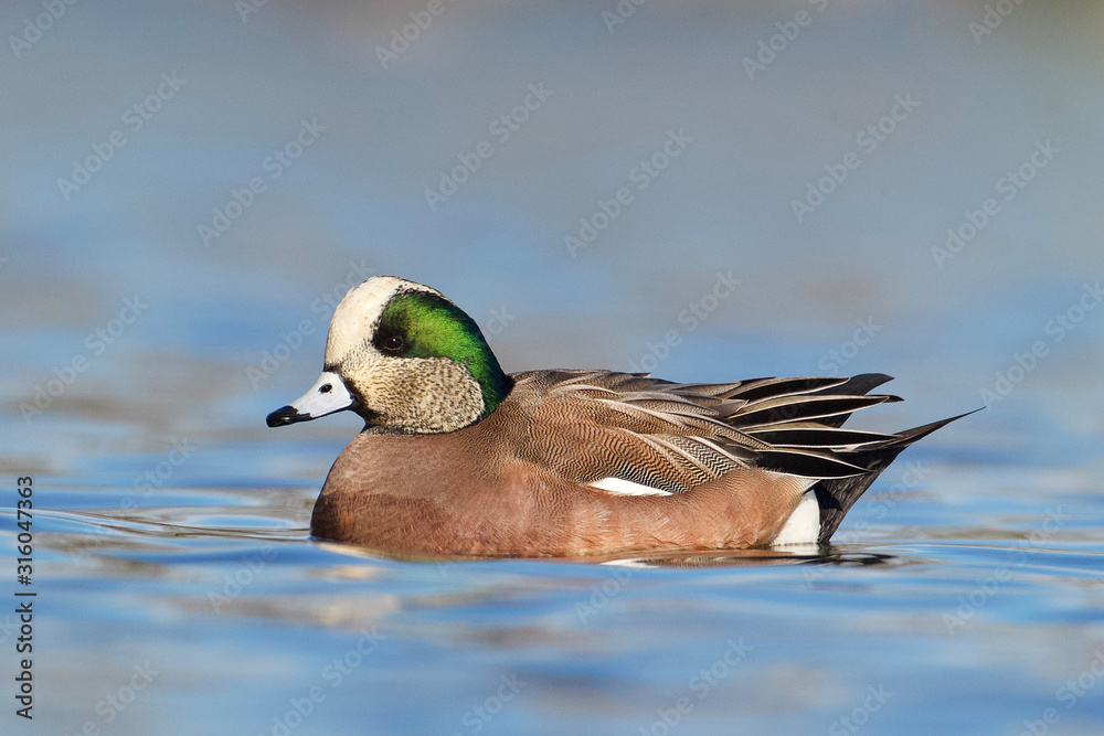 Obraz premium American Wigeon drake swimming on blue water - portrait showing highly detailed plumage - this drake is paler on the face than most, with his head plumage somewhat similar to that of a Storm Wigeon