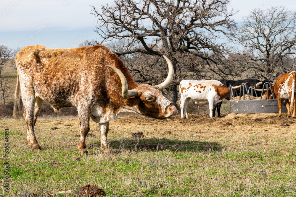 Obraz premium Brown and white mottled Longhorn cow mooing