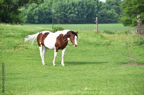 Pinto in the Pasture