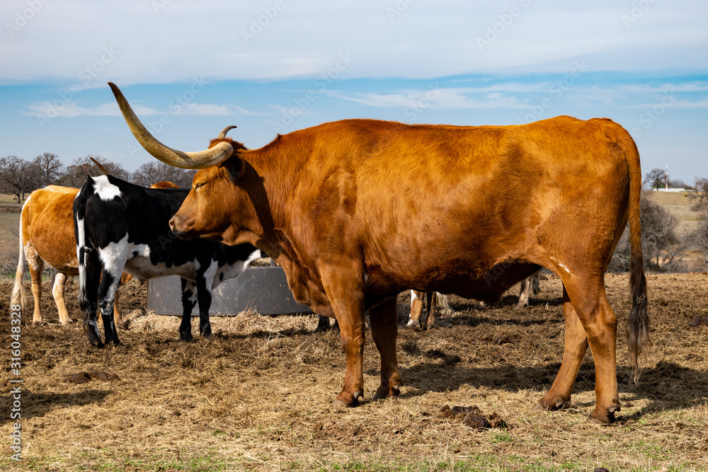 Profile of large brown Longhorn cow in pasture Profile of large brown Longhorn cow in pasture