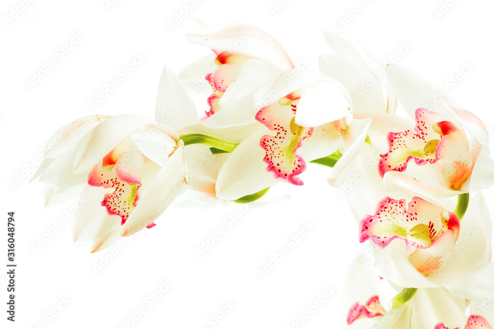 colorful cymbidium flower with white background.