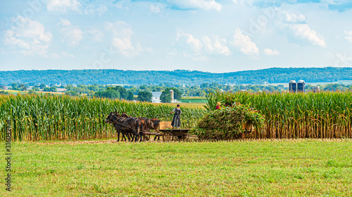 Amish country field agriculture, harvest, horse, farm, barn in Lancaster, PA US © Vadim