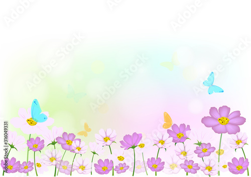 Floral background, Butterfle flying in the morning light with fresh Pink and white cosmos or sulfur cosmos flowers field, Nature background concept, vector illustration. © swasdee