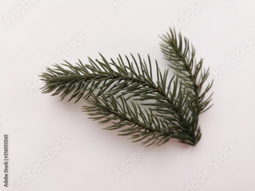 Beautiful neat twig of spru...