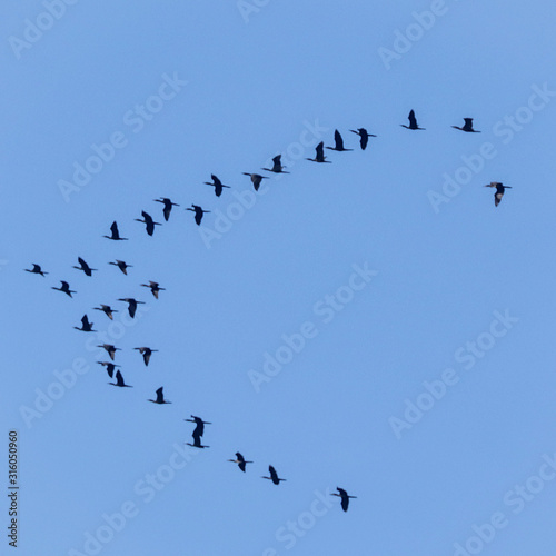 bird, flying, sky, birds, flock, flight, fly, nature, blue, geese, migration, formation, animal, wildlife, group, clouds, migrating, wings, wing, air, wild, freedom, animals, migratory, pigeon