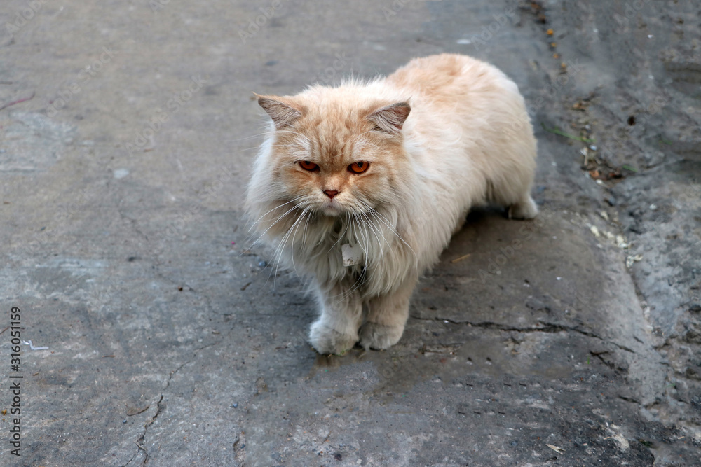 Persian cat in brown and white color on the concrete floor. The Persian cat is a long-haired breed of cat characterized by its round face.
