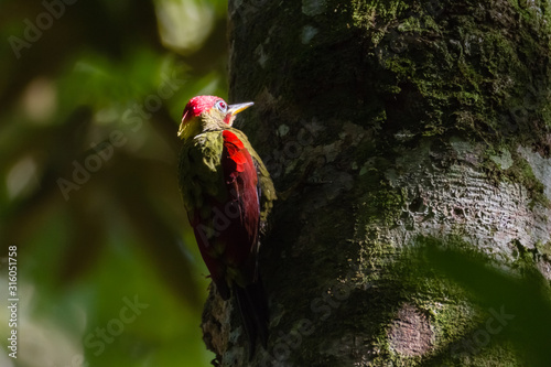 beautiful Crimson-winged Yellownape Woodpecker (Picus puniceud). Tropical Rainforest photo