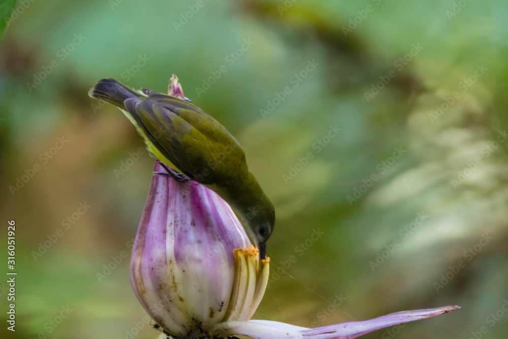 beautiful Arachnothera (Spiderhunter) in nature beautiful Arachnothera (Spiderhunter) in nature
