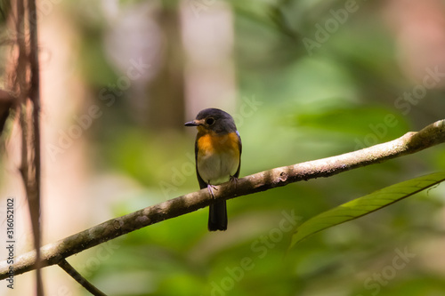 beautiful pale brown with yellow feathers on its chest bird perching on curve stick in nature, manificent female Indochinese Blue flycatcher