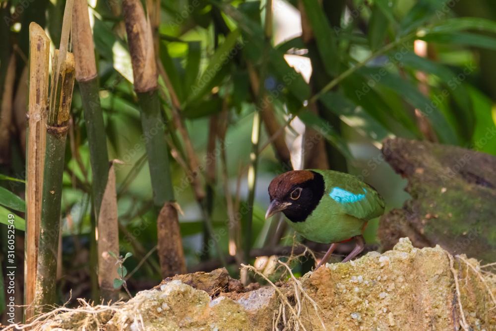 Obraz premium beautiful Hooded pitta (Pitta sordida) beautiful green bird with black head and red vented in nature