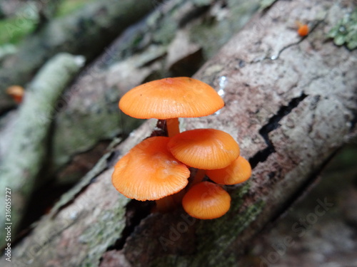 Orange mushrooms on log close-up