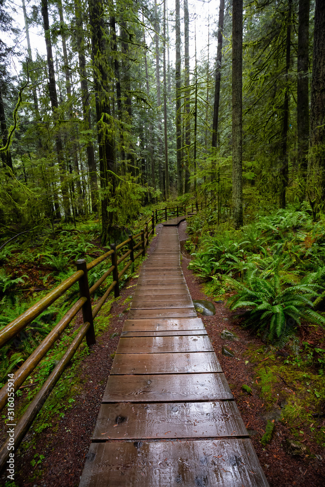 Lynn Canyon Park, North Vancouver, British Columbia, Canada. Beautiful  Wooden Path in the Rainforest during a wet and rainy day. Stock Photo