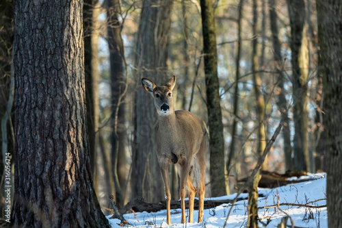 Deer. The white-tailed deer  also known as the whitetail or Virginia deer in winter on snow. White taild deer is  the wildlife symbol of Wisconsin  and game animal of Oklahoma.
