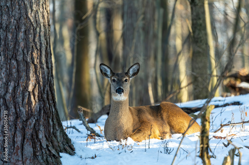 Deer. The white-tailed deer  also known as the whitetail or Virginia deer in winter on snow. White taild deer is  the wildlife symbol of Wisconsin  and game animal of Oklahoma. photo