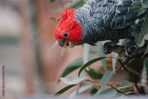 Gang gang parrot cockatoo male colseup head shot Australian native bird