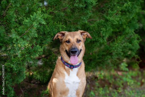 Anatolian German Shepherd mix on a beautiful sunny days in the forest, dog outdoors at a park photo