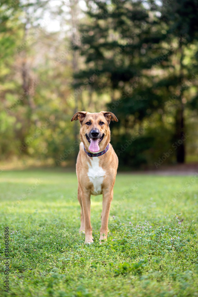 Anatolian German Shepherd mix on a beautiful sunny days in the forest, dog outdoors at a park