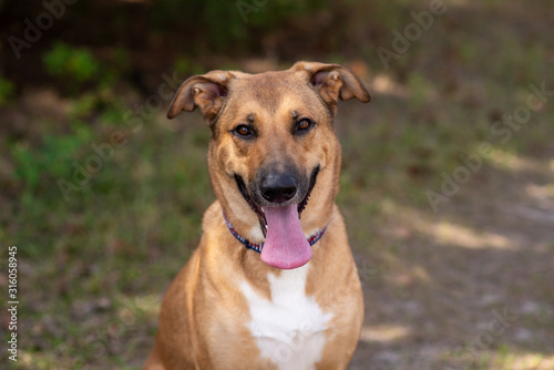 Anatolian German Shepherd mix on a beautiful sunny days in the forest, dog outdoors at a park