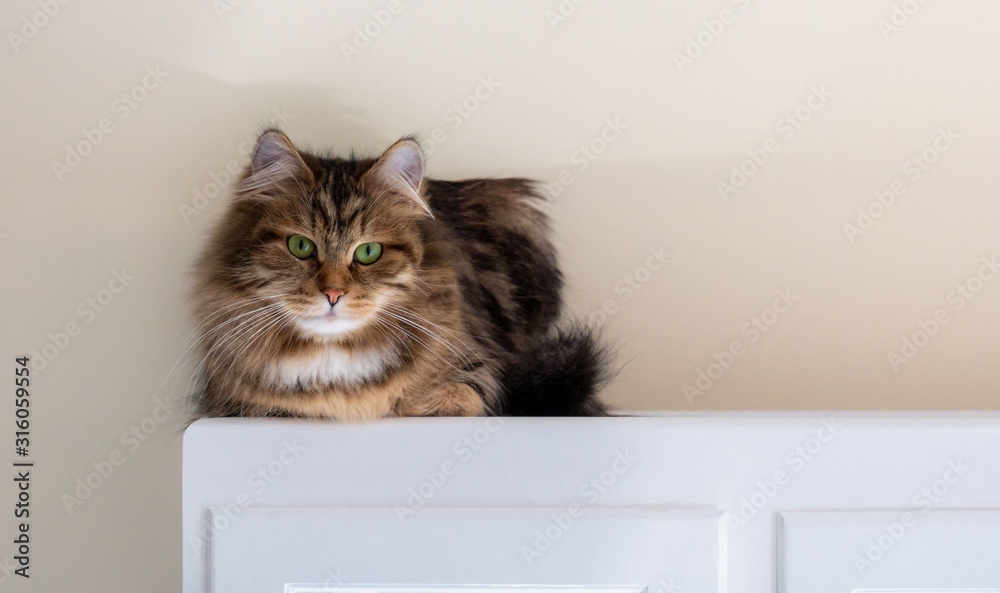 A beautiful tabby purebred Siberian Forest Cat sitting happily against a pale yellow wall with copy space. Pretty kitten has green eyes, long hair and long whiskers.
