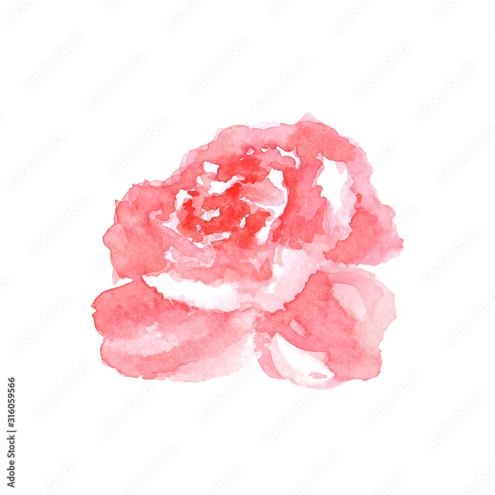 Watercolor gentle pink rose hand drawn on white background